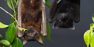 Most species of bats tend to sleep all day and wake at night. Rspca Queensland Animal Care Advice Living With Bats