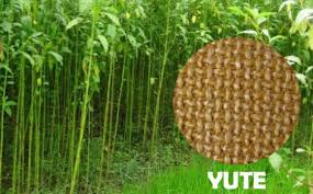Resultado de imagen de yute fibra