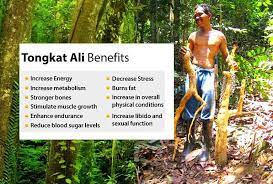 Essentially, tongkat ali increases testosterone in the blood. Tongkat Ali Miraculous Effects For Male And Female Malaysian Food Supermarket Uk Buy Asian Oriental Food Online