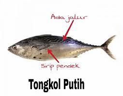 A man dissatisfied with the work he has to do for the rest of his life finds himself in an unexpected event. Rasa Tongkol Hitam Vs Tongkol Putih Korang Tahu Tak Facebook