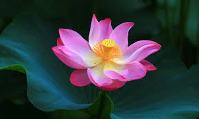 Types of lotus flowers and meanings. Lotus Flower Meanings And Lotus Symbolism On Whats Your Sign