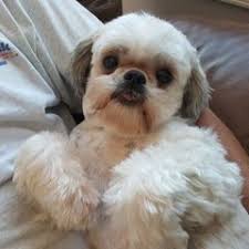 25 cute Shih Tzu puppies for sale in Alaska