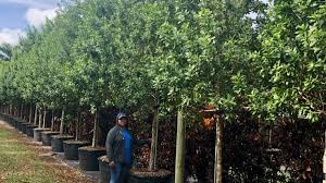 Image result for Conocarpus erectus