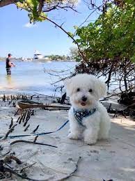 Visit us now to find your dog. Snow White