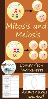 Mitosis And Meiosis Comparison Worksheets Meiosis Mitosis Mitosis Meiosis