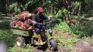 Sambungan dari artikel, panduan pembajaan sawit untuk pekebun kecil (1) jenis dan kadar penggunaan baja. Carrabau 110 Jentera Pengangkut Kelapa Sawit Youtube