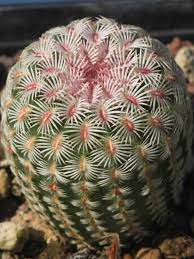 Echinocereus Rigidissimus Arizona Rainbow Cactus World Of Succulents Rainbow Cactus Cactus Cactus Flower