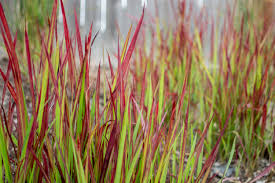See more ideas about grass, red grass, ornamental grasses. Ornamental Grasses Ornamental Grasses