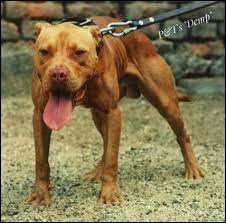 Pin On Dog