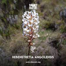 Image result for Hebenstretia angolensis