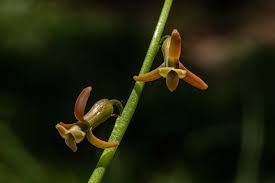 Image result for Dipcadi longifolium