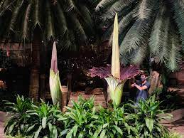 The amorphophallus titanum , also known as corpse flower or bunga bangkai , requires a hothouse and aerial mist irrigation. Corpse Flowers At U S Botanic Garden United States Botanic Garden