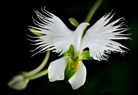 Flowers That Look Like Birds Google Search News And Events Lefkada Zin Lefkada Guide Www Lefkadaslowguide Gr Strange Flowers Unusual Flowers Orchid Seeds