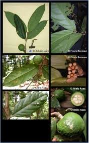 Image result for Salacia