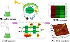 Mechanisms Of Cetyltrimethyl Ammonium Chloride Induced Toxicity To Photosystem Ii Oxygen Evolution Complex Of Chlorella Vulgaris F1068 Sciencedirect