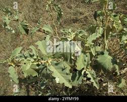 Image result for Solanum lichtensteinii