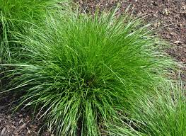 Image result for Carex brassii