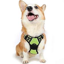 Best Dog Harness Cutie Pitooties