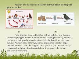 Namun rasanya kurang baik apabila kami tidak menyinggung perihal pengertian dari rantai makanan. Contoh Rantai Makanan Detritus