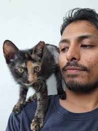 Kitten needs a forever home in San Juan