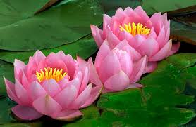 Lily flowers can be classified by flower form and flower aspect. Water Lily Description Flower Characteristics Facts Britannica