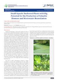 Just not all of them will nourish. Pdf Small Aquatic Duckweed Plants With Big Potential For Production Of Valuable Biomass And Wastewater Remediation