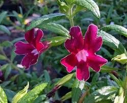 Image result for Mimulopsis champluvierae