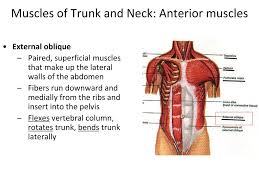They are the pectoralis major, the pectoralis minor, and the serratus anterior. Ppt Muscles Of The Head Neck Trunk Powerpoint Presentation Free Download Id 1983064
