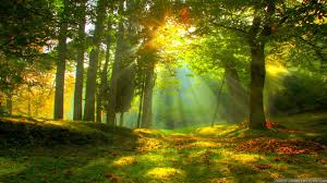 There are 71 aesthetic black and white laptop wallpapers published on this page. Summer Forest Wallpapers 4k Hd Summer Forest Backgrounds On Wallpaperbat