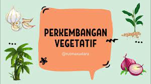 Ini dia cara perkembangbiakan vegetatif alami: Perkembangbiakan Tumbuhan Secara Vegetatif Vegetatif Alami Vegetatif Buatan Youtube