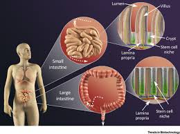 The large intestine is a long tubular structure that is not coiled like small intestine. Primary Cell Derived Intestinal Models Recapitulating Physiology Trends In Biotechnology