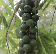 The liliko'i used in the passion fruit vinaigrette is grown on chef bev gannon's own property and the mangoes are. Hawaii Macadamia Air Layer Ch Fruit Tree Nursery