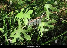 Image result for Coccinia rehmannii