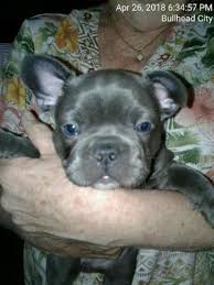 For example, you'll see different prices for mini cockapoo puppies for sale, black cockapoo puppies for sale, toy cockapoo puppies for sale, etc. Ckc Reg Blue French Bulldog Puppies For Sale In Bullhead City Arizona Classified Americanlisted Com