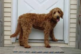 Bentley the mini goldendoodle at 6 months old weighing 45 pounds. Doods Coat Colours Apricot Red