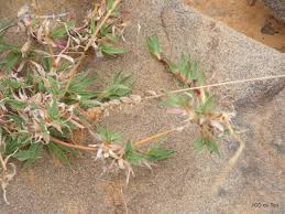 Image result for Tragus koelerioides