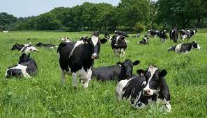I was just having an email discussion with a friend and we were talking about the amount of milk and beef we go. How Much Does It Cost To Butcher A Cow In Oklahoma The Guide Ways