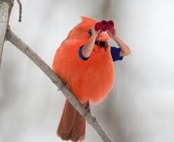 Mr Cardinal Bird Photo Funny Birds Bird