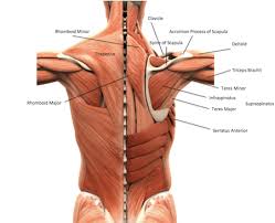 Anterior surface of sternum and upper surface of clavicle. Muscles Of The Pectoral Girdle Upper Limbs Structure Movement Function Biology Class 2021 Study Com