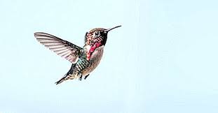 Bonjour, je viens de rejoindre votre groupe par passion des animaux et par l'env. Les Plus Petits Animaux Du Monde 2021