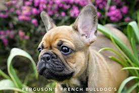 We foster french bulldogs throughout. Ferguson S French Bulldogs Tiffanyferguso Twitter