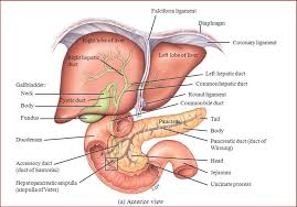 3d rendered illustration of a female anatomy with highlighted liver we hope this picture pancreas and liver location in the human body can help you study and research. Structure Of The Liver Tortora And Derrickson 2012 Download Scientific Diagram
