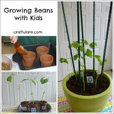A bean is the seed of one of several genera of the flowering plant family fabaceae, which are used as vegetables for human or animal food. Growing Beans With Kids Craftulate