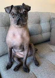 This Hairless Pug Is Absolutely Perfect - The Dodo