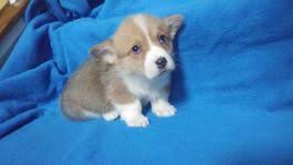 Your guide to this review today is by dog handler jarrett gilpin. Pembroke Welsh Corgi Puppies For Sale In Va Lancaster Puppies Welsh Corgi Puppies Corgi Pembroke Welsh Corgi