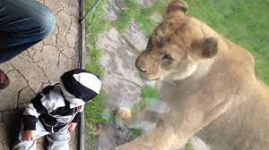 Lion Tries To Eat Baby Part 2 Mov Youtube