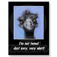 Emu Funny Saying For Tense Boss Or Others Postcard Zazzle Com Funny Quotes Funny Captions Funny
