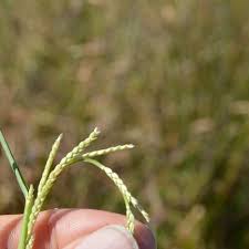 Image result for Setaria geminata