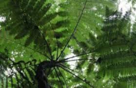 Image result for Cyathea manniana