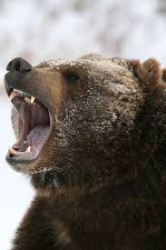 Black Bear Population By State Can T Bear To Be Alone Amazing Singles Has Got The Lowdown On Local Singles Events Dances And Deadly Animals Top 10 Deadliest Animals Animals Beautiful